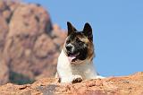 AKITA AMERICAIN 168